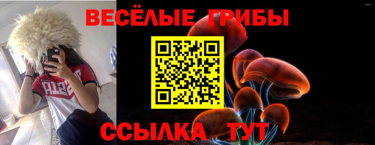 Галлюциногенные грибы Psilocybe Балтийск